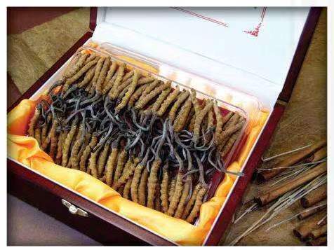 赤峰冬虫夏草回收